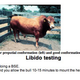 Image for article titled Dogs Love Cow Dick, and You Will Too